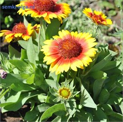 Гайлардия Аризона Gaillardia Arizona Sun-5шт  /Д2.* 551