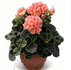 Пеларгония зональная Буллз Ай F1Салмон  - 3шт  /Г10. 6015