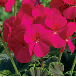 Пеларгония зональная Буллз Ай F1 Черри - 3шт  /Г10. 6018