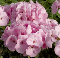 Пеларгония зональная Буллз Ай F1Лайт Пинк  - 3шт  /Г10. 6014