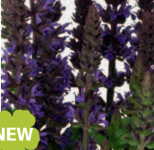 Шалфей превосходный Мерло Блю компакт - 5 семян /Е5 6021