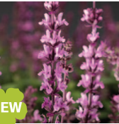 Шалфей превосходный Мерло Роуз компакт - 5 семян /Е5 6022