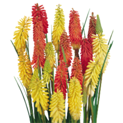 Книфофия Фламенко (Kniphofia uvaria Flamenco) - 5 семян 6028