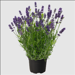 Лаванда лекарственная (Lavandula angustifolia) Chill-Out блю - 10 семян 6030