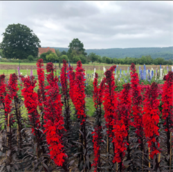 Лобелия фульгенс Королева Виктория (Lobelia fulgens) - 10 драже 6032