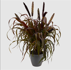 Пеннисетум сизый (Pennisetum glaucum) Inky - 5 семян / Д13 6033