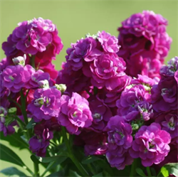 Маттиола  (Matthiola incana) Hot Cakes пурпурная -10 семян 6034