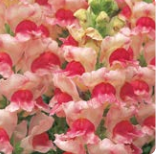 Львиный зев OPUS F1 яблоневый цвет -10шт  /Д4 6037