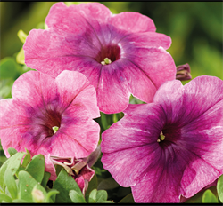 Петуния гибридная многоцветковая Shake черриберри - 10драже /Б13 6040