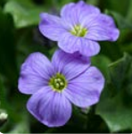 Обриета  Одри (AUDREY) F1 Скай блю- 10 шт   /Д12. 6043