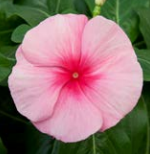 Катарантус ампельный F1 Cora Cascade XDR strawberry - 3шт /Е9 567