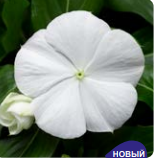 Катарантус ампельный F1 Cora Cascade XDR белый -3шт /Е9 5040