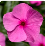 Катарантус ампельный F1 Cora Cascade XDR лилак - 3шт /Е9 6045