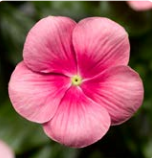 Катарантус ампельный F1 Cora Cascade XDR шелл пинк - 3шт /Е9 6046