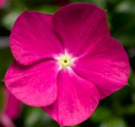 Катарантус ампельный F1 Cora Cascade XDR виолет - 3шт /Е9 6047