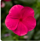 Катарантус ампельный F1 Cora Cascade XDR пунш - 3шт /Е9 6048