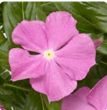 Катарантус ампельный F1 Cora Cascade XDR лаванда виз ай - 3шт /Е9 6049