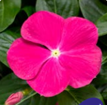 Катарантус ампельный F1 Cora Cascade XDR брайт роуз - 3шт /Е9 6050