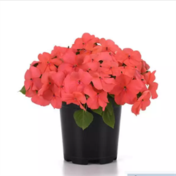 Бальзамин Уоллера  Бикэн (Beacon) Корал - 10 шт /Г4. 6051