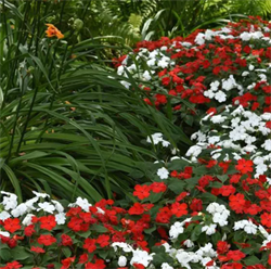 Бальзамин Уоллера  Бикэн (Beacon) Микс Cape pine- 10 шт /Г4. 6052