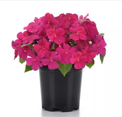 Бальзамин Уоллера  Бикэн (Beacon) Виолет - 10 шт /Г4. 6053