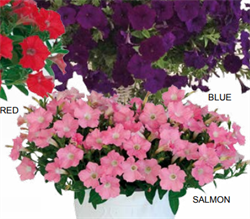 Петуния минимультифлора Пендолино Салмон -  5 драже/A4. 6056