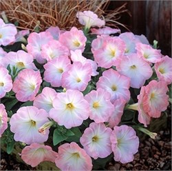 Петуния ампельная TRILOGY Salmon Morn - 5драже/A1 6059