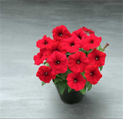 Петуния ампельная TRILOGY Red Gen - 5драже /A1. 6060