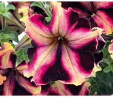 Петуния крупноцветковая F1 Can Can Арлекин Burgundy Yellow - 10драже /Б1.3 5612