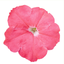 Петуния BOOM! HD гибридная многоцветковая салмон - 10 драже /Б9. 6062