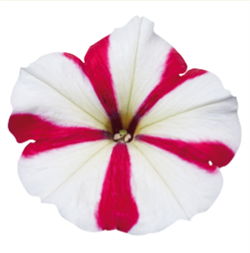 Петуния мультифлора СЕЛЕБРИТИ Rose star-10 драже /Б8 804