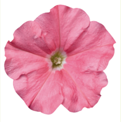 Петуния мультифлора СЕЛЕБРИТИ Салмон-10 драже /Б8. 6066