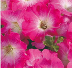 Петуния мультифлора СЕЛЕБРИТИ Pink morn -10 драже /Б8. 4608