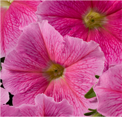 Петуния мультифлора СЕЛЕБРИТИ Strawberry Ice-10 драже /Б8. 941