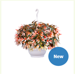 Бегония боливийская САНТА КРУЗ Салмон биколор -3 драже /В8.* 6070