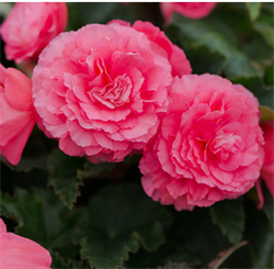 Бегония Нонстоп пинк - 5 драже  /В12. 6071