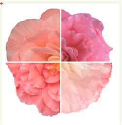 Бегония Нонстоп Мокка пинк шейдс -5драже /В10. 6072