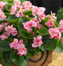 Бегония semperflorens F1 Фиона Пинк-5 драже /В15. 6073