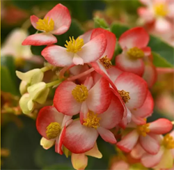 Бегония межвидовая ампельная  Hula бело-красная биколор-  3 драже /В15. 5463