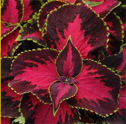 Колеус PREMIUM SUN CHOCOLATE Ковред черри -5драже /Д7. 6077