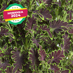 Колеус Колоча шоклит грин - 5 семян /Д7. 6078