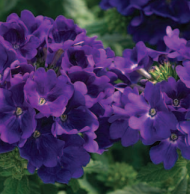 Вербена Tuscany блю - 10шт /Г13. 6081