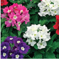 Вербена Tuscany mix-10шт /Г13 1035
