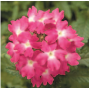 Вербена F1 Obsession Корал ви ай -10шт /Г12. 6080