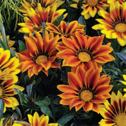 Гацания Кисс Frosty Orange  Flame -5шт   /Е3. 6083