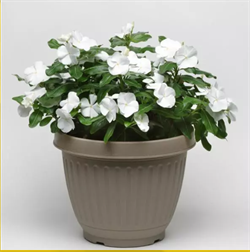 Катарантус гибридный Титан F1 белый  -5шт /Е11. 6084