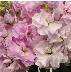 Маттиола Катц Черри блоссом - 10 семян/Г14 6085