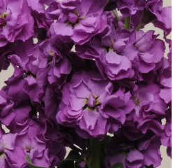 Маттиола Катц Черри блю - 10 семян /Г14 6086