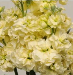 Маттиола Катц желтая - 10 семян/ Г14 6087