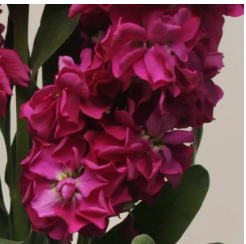 Маттиола Катц кримсон - 10 семян/ Г14 6088